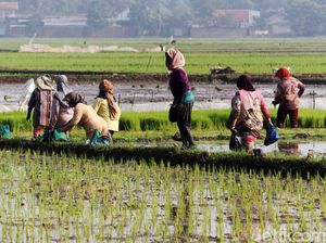 Produksi Padi di Cirebon Meningkat, Petani Diminta Gunakan Organik Produksi Padi di Cirebon Meningkat, Petani Diminta Gunakan Organik