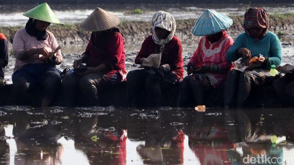 Botram Sejenak di Sela Proses Penanaman Padi