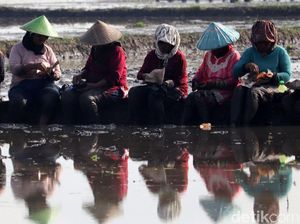 Botram Sejenak di Sela Proses Penanaman Padi