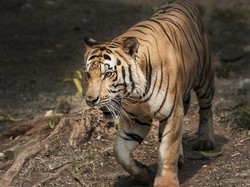 Habitat Asli jadi Perkebunan Picu Konflik Harimau vs Manusia