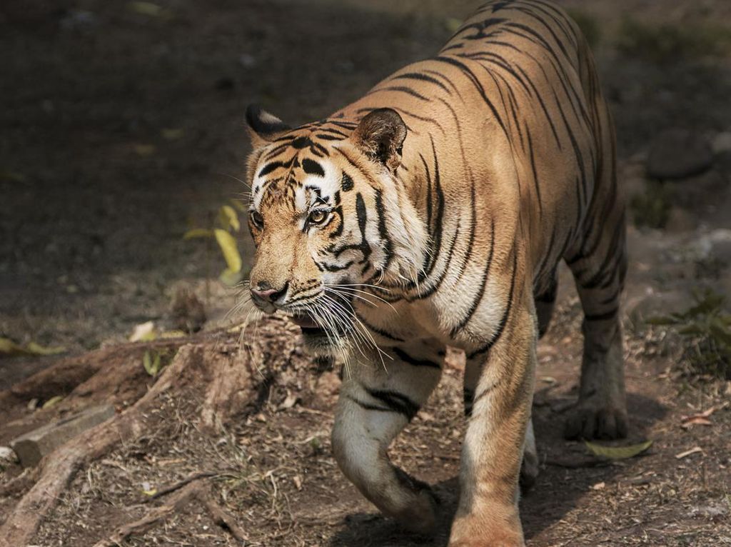 Cari Mati! Pria Ini Ditahan Polisi Gegara Mau Masuk Kandang Harimau