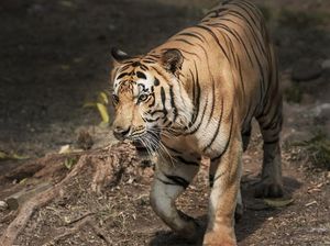 Harimau Terkam Sapi Warga di Kebun Sawit Mukomuko Harimau Terkam Sapi Warga di Kebun Sawit Mukomuko