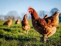 Sederet Hewan Ini Ternyata Berpuasa, Ini Penjelasan Ilmiahnya