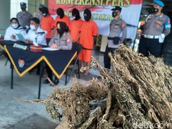 Jaringan Pengedar Antarprovinsi Dibekuk, Ganja 7,5 Kg Disita Polisi Yogya