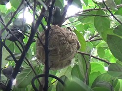 Melihat Pemusnahan Sarang Tawon Vespa di Parepare!