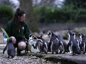 Menghitung Penghuni Kebun Binatang London, Gemas Banget! Menghitung Penghuni Kebun Binatang London, Gemas Banget!