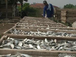 Harga Elpiji Meroket, Perajin Ikan Asin Subang Rogoh Kocek Lebih Dalam Harga Elpiji Meroket, Perajin Ikan Asin Subang Rogoh Kocek Lebih Dalam