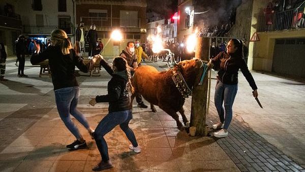 Tradisi Adu Banteng Masih Jadi Kontroversi di Spanyol