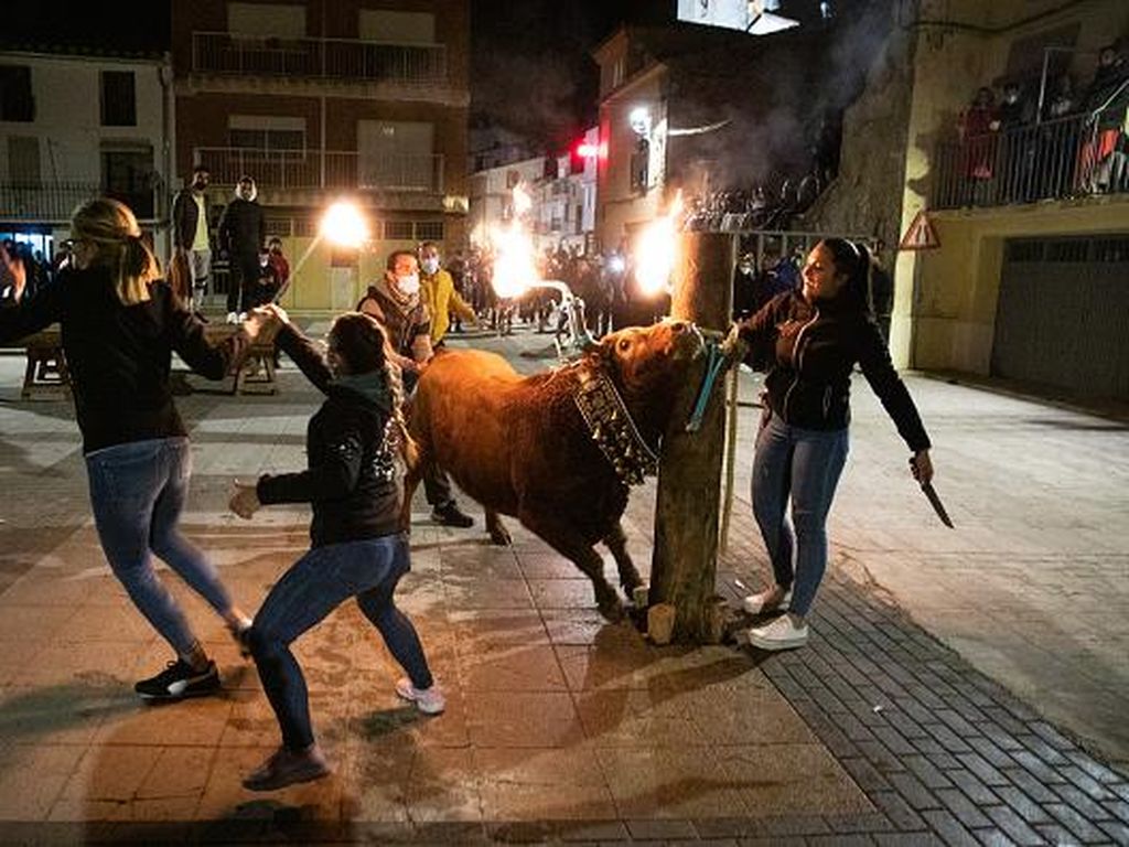 Tradisi Adu Banteng Masih Jadi Kontroversi di Spanyol