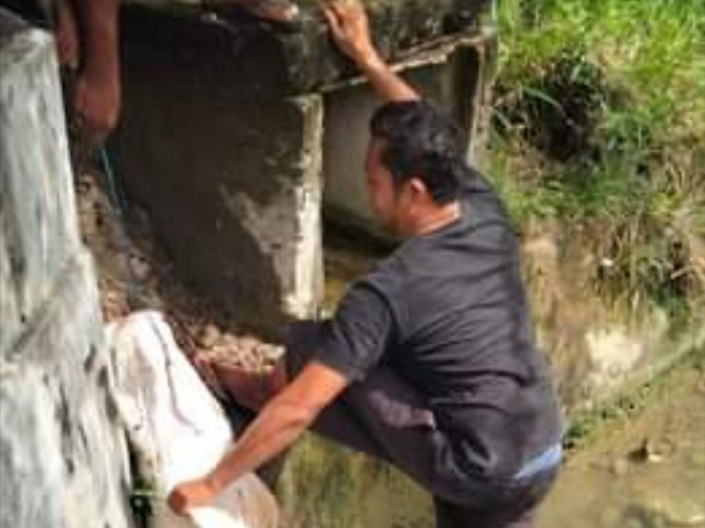 Heboh Penemuan Ikan Jumbo di Lhokseumawe, BKSDA Turun Tangan