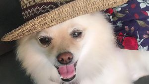 Potret Anjing Pomerania yang Hilang di Bali, Disayembarakan Rp 5 Juta