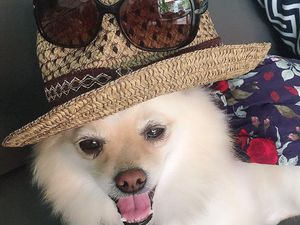 Potret Anjing Pomerania yang Hilang di Bali, Disayembarakan Rp 5 Juta Potret Anjing Pomerania yang Hilang di Bali, Disayembarakan Rp 5 Juta