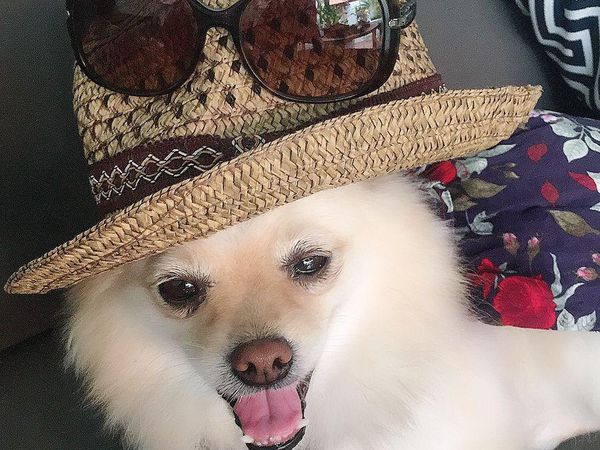 Potret Anjing Pomerania yang Hilang di Bali, Disayembarakan Rp 5 Juta