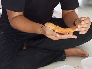 Awalnya Hobi, Pria Ini Raup hingga Rp 20 Juta/Bulan dari Bisnis Tokek