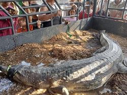 Buaya 3,5 Meter Ditangkap Warga Desa di Labura Sumut