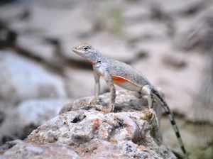 Lakukan 6 Hal Ini Kalau Nggak Mau Kadal Masuk Rumah
