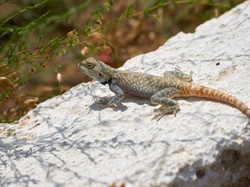 Memahami Autotomi: Pengertian, Cara Kerja, dan Contoh Hewan