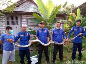 Sanca 3 Meter Pemangsa Ayam Peliharaan Warga Lamongan Akhirnya Tertangkap