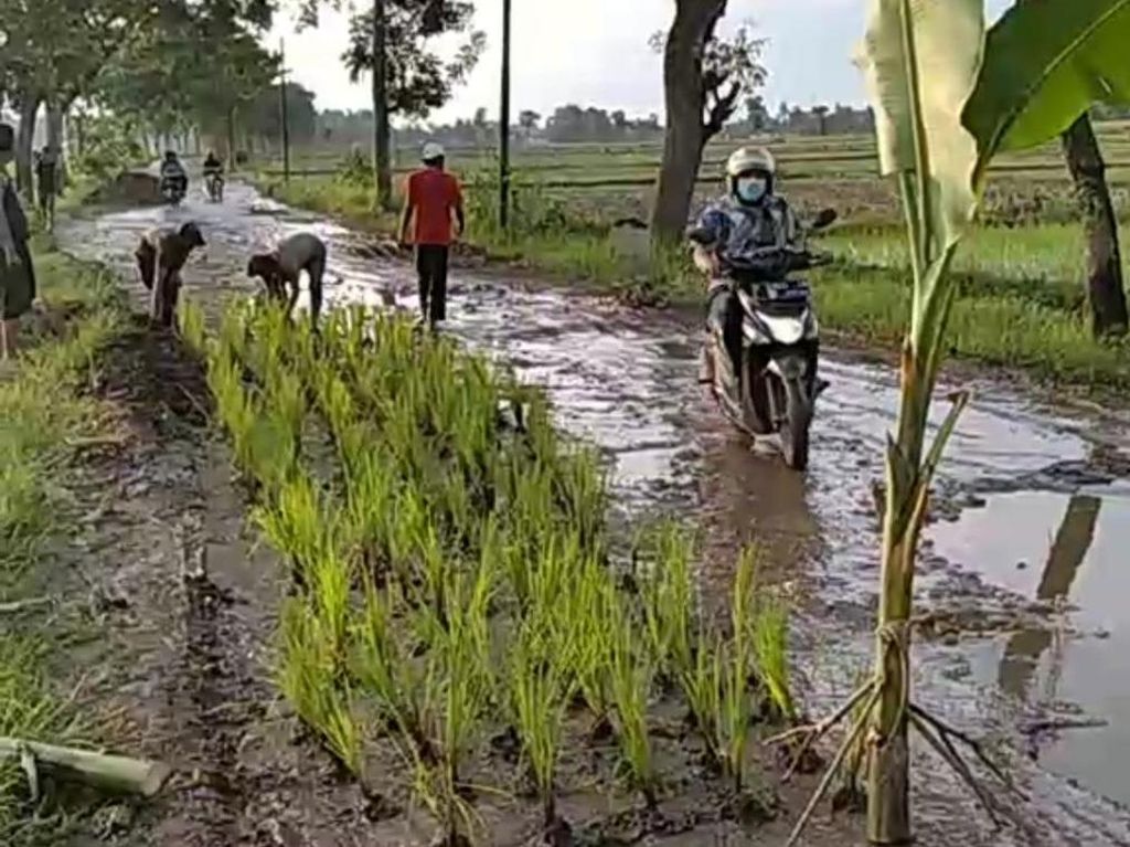 Saat Warga Jember Tanam Padi di Jalan Rusak yang Tak Kunjung Diperbaiki Saat Warga Jember Tanam Padi di Jalan Rusak yang Tak Kunjung Diperbaiki