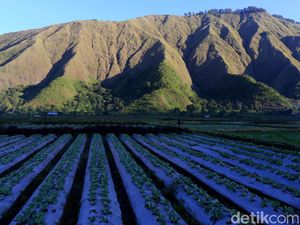 Wisata Sembalun di Lombok Timur: Lokasi-Rekomendasi Transportasi