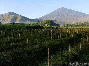Jelang MotoGP Mandalika, Pendakian Rinjani Lebih Dulu Dibuka Jelang MotoGP Mandalika, Pendakian Rinjani Lebih Dulu Dibuka