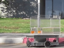 Aksi Ikan Mas Dilatih Nyetir Robot Akuarium di Israel