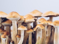 Jamur Tai Sapi, Jamur Pemicu Halusinasi yang Tergolong Narkotika