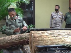 Pelaku Illegal Logging di Probolinggo Dibekuk Usai Beli Kayu Sono Keling