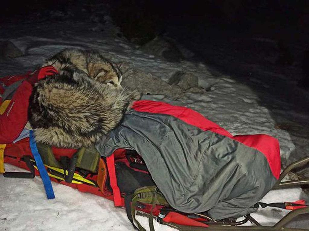 Sungguh Terharu, Anjing Ini Selamatkan Pemiliknya yang Jatuh dari Gunung Salju