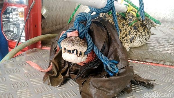Kena! Buaya Muara Tak Berkutik Masuk Jebakan Warga di Pekalongan