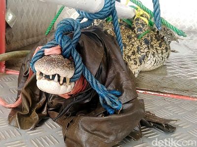 Kena! Buaya Muara Tak Berkutik Masuk Jebakan Warga di Pekalongan