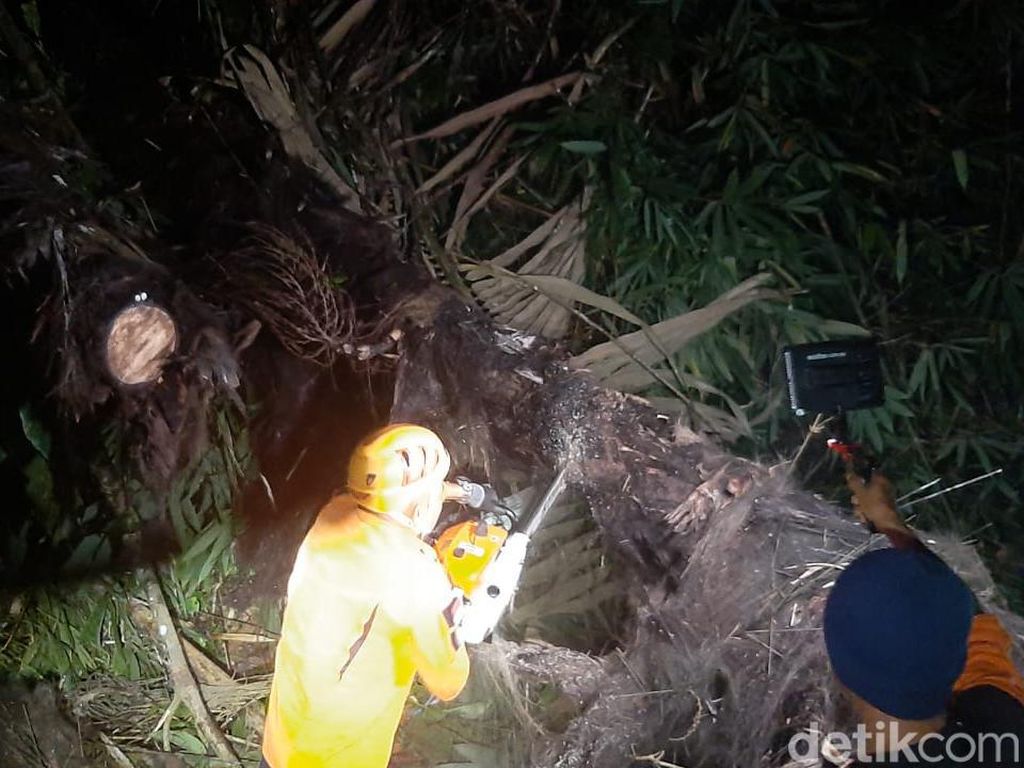 Seorang Pemotor Tewas Tertimpa Pohon Tumbang di Minahasa Sulut