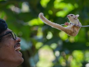 Tak Biasa, Pria Ini Raup Untung dari Ternak Sugar Glider