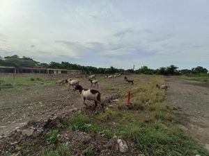 Cerita soal Kambing Datang Merumput-Pulang Sendiri di Venue Formula E Ancol