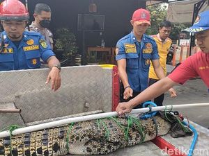 Warga Pekalongan Tangkap Buaya Muara 2,5 Meter di Kali Kupang