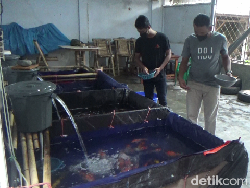 Berawal dari Hobi, Warga Lumajang Ini Cuan dari Ikan Koi