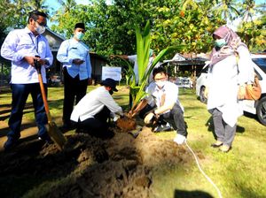 Dorong Penanaman Bibit Kelapa Hibrida