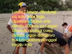 Viral Lumba-lumba Mati Dikubur di Tepi Pantai Pacitan