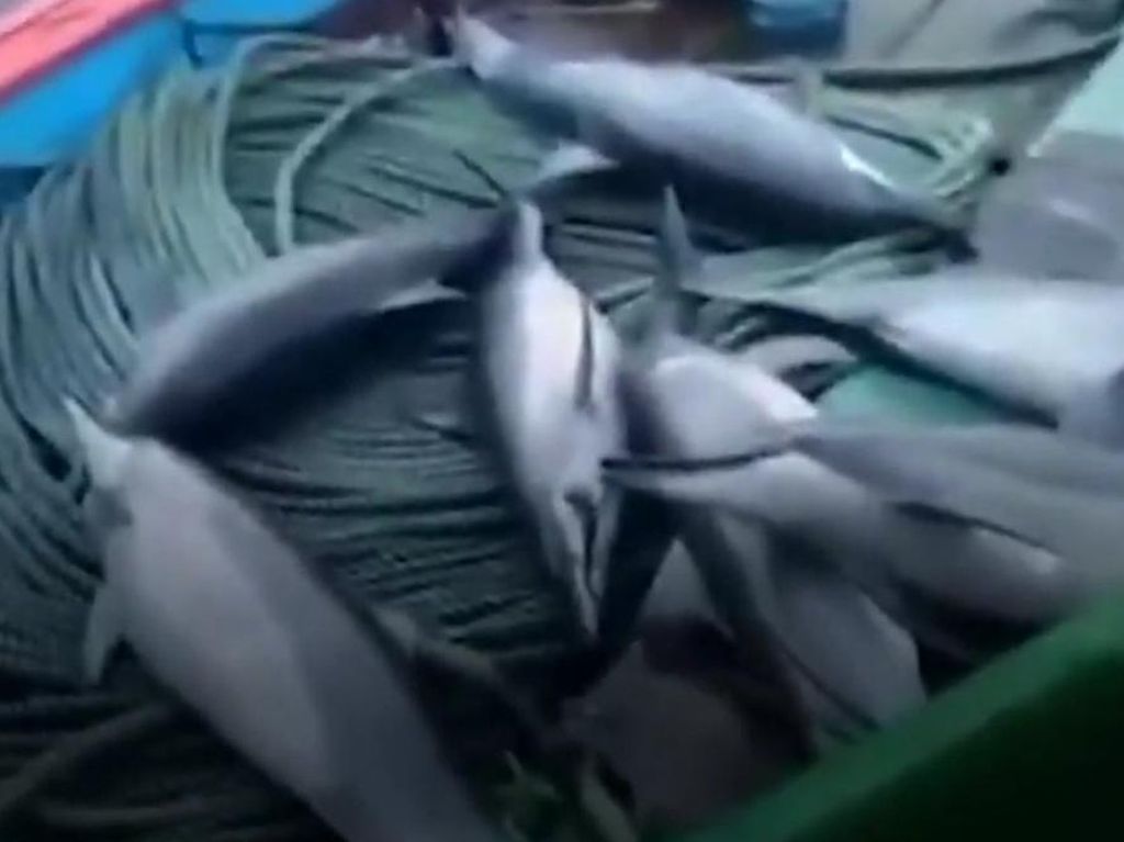 Viral Lumba-lumba Mati, Nelayan Ngaku 4 Masih Hidup dan Dilepas ke Laut
