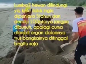 Polisi Tegaskan Dua Video Viral Lumba-lumba Mati Tak Saling Berhubungan