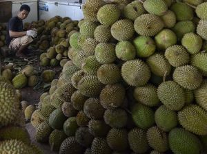 Asyik, Lampung Lagi Musim Durian Lho
