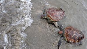 Momen Pelepasliaran Penyu Hijau di Pantai Kuta