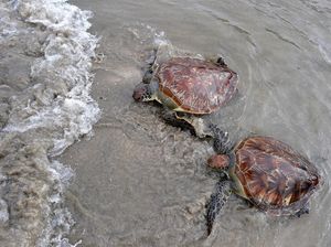 Momen Pelepasliaran Penyu Hijau di Pantai Kuta