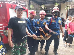 Damkar Amankan Biawak Masuk Rumah Warga Bogor, Danru Kena Cakar