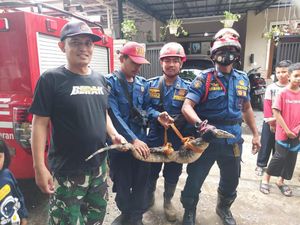 Damkar Amankan Biawak Masuk Rumah Warga Bogor, Danru Kena Cakar Damkar Amankan Biawak Masuk Rumah Warga Bogor, Danru Kena Cakar