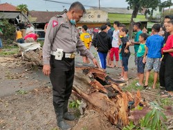 Pohon Tumbang di Sidoarjo Timpa 3 Pengendara Motor, Satu Korban Patah Tulang