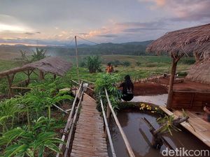 Kebun Porang di Sukabumi Jadi Sentra Ekonomi, Wisata dan Lumbung Ilmu Kebun Porang di Sukabumi Jadi Sentra Ekonomi, Wisata dan Lumbung Ilmu