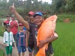 Warga Temukan Ikan Mas Raksasa di Danau Bersejarah Lebak, Ini Penampakannya Warga Temukan Ikan Mas Raksasa di Danau Bersejarah Lebak, Ini Penampakannya