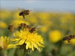 Polusi Udara Buat Lebah Sulit Lakukan Penyerbukan, Ini Kata Studi