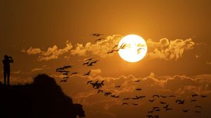 Burung Saja Ingat Pulang
